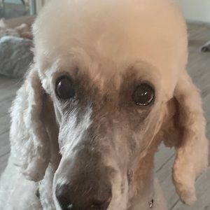 Meet your Posher, Deb